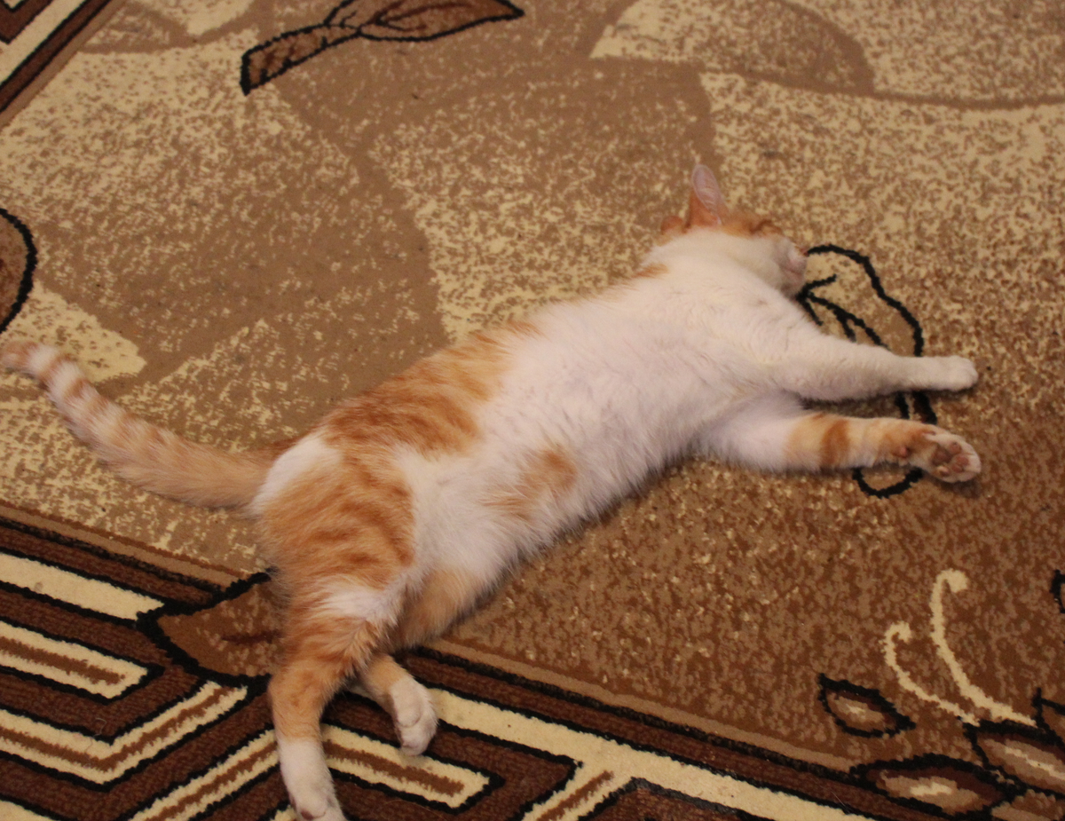 Это я, когда всех послушала, рассказала сказки и уложила спать)))))))