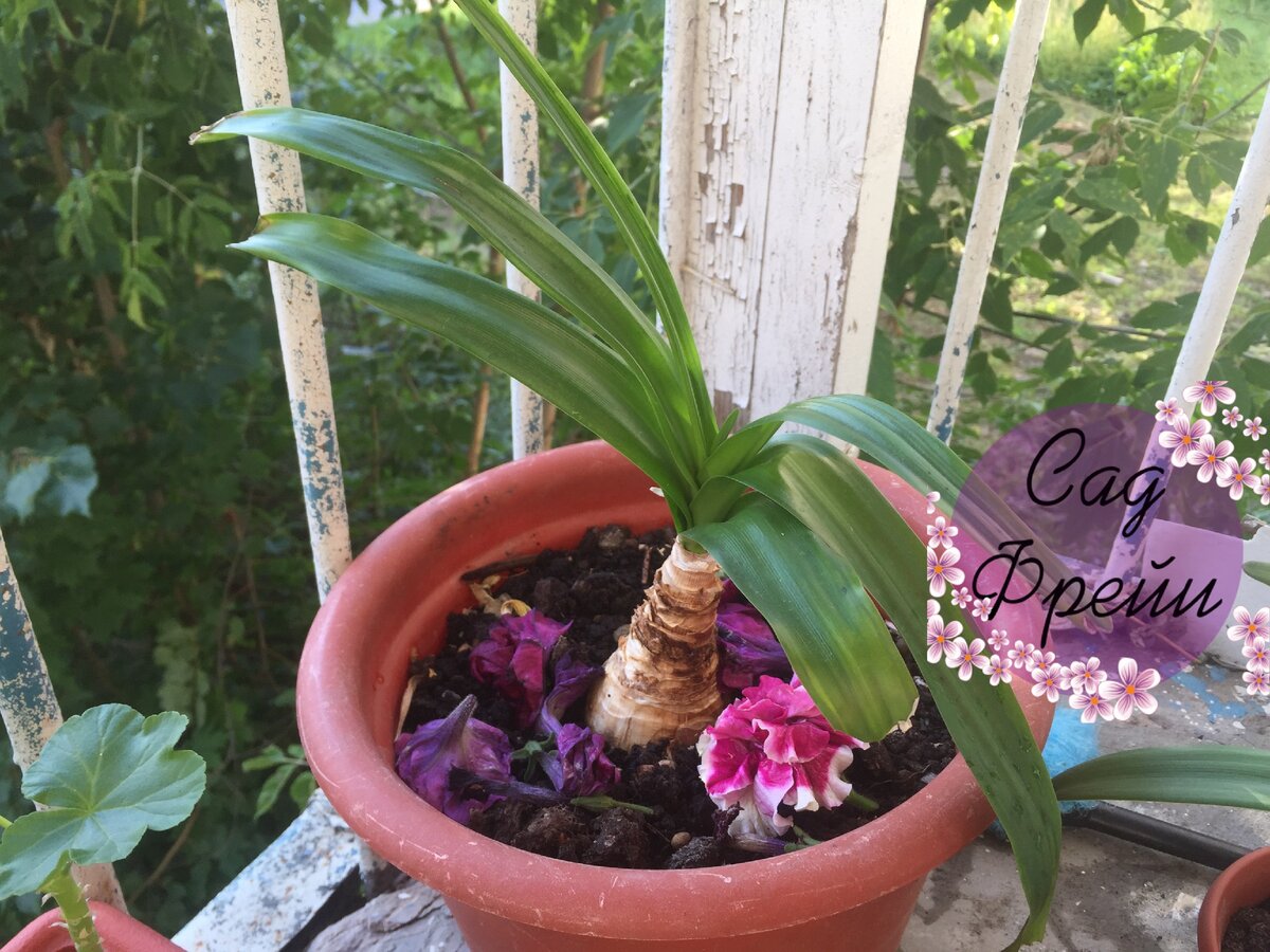 Амаркринум Говарда на открытом балконе летом