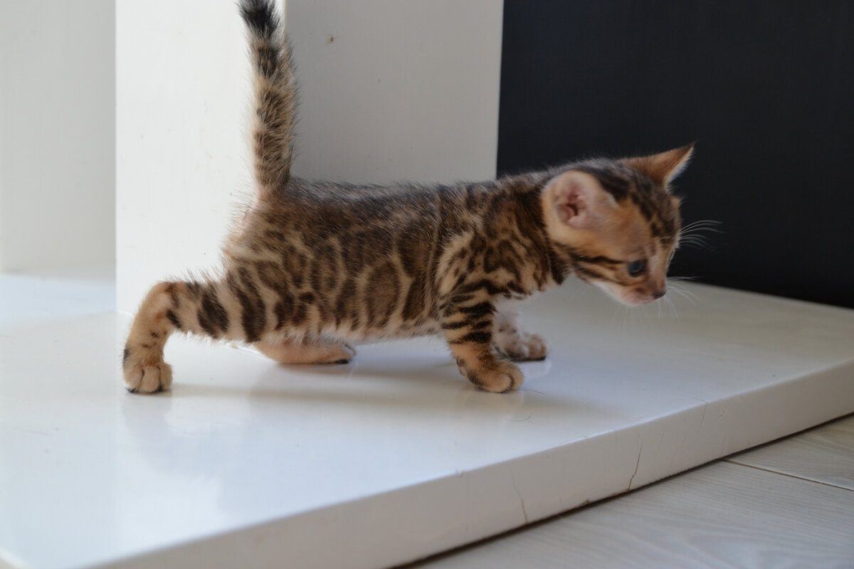 Бенгальский котёнок