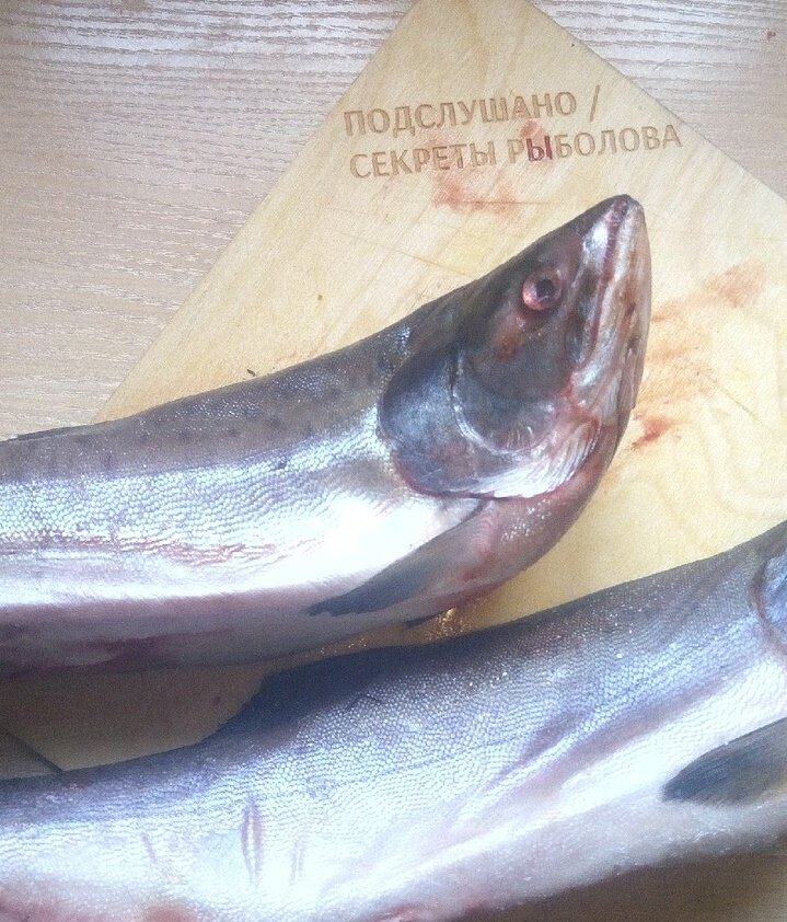 Горбуша в духовке