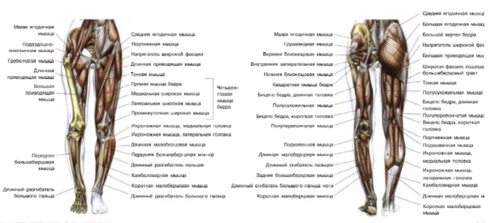 Схемы из книги Ф. Дэлавье "Анатомия силовых упражнений" 
