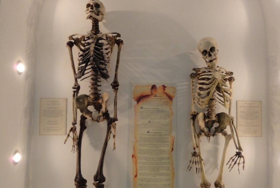 Анатомический музей-театр