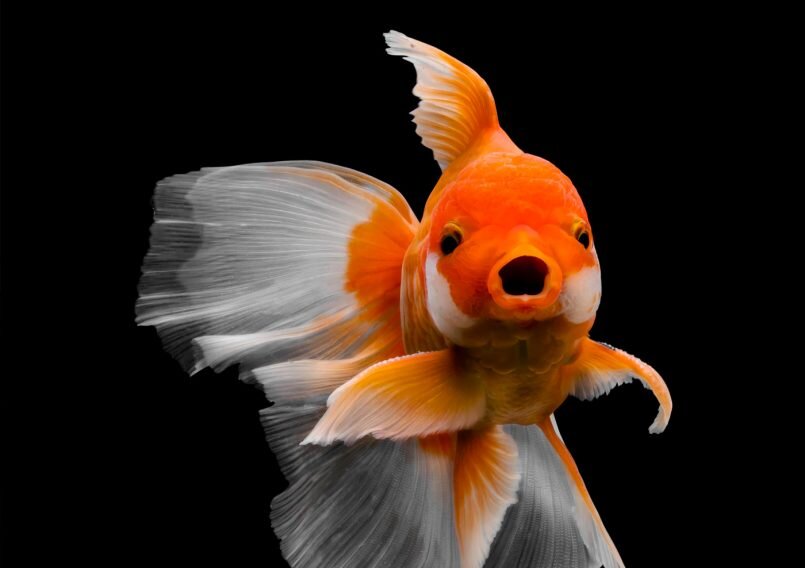 Photos by Tsubaki Office