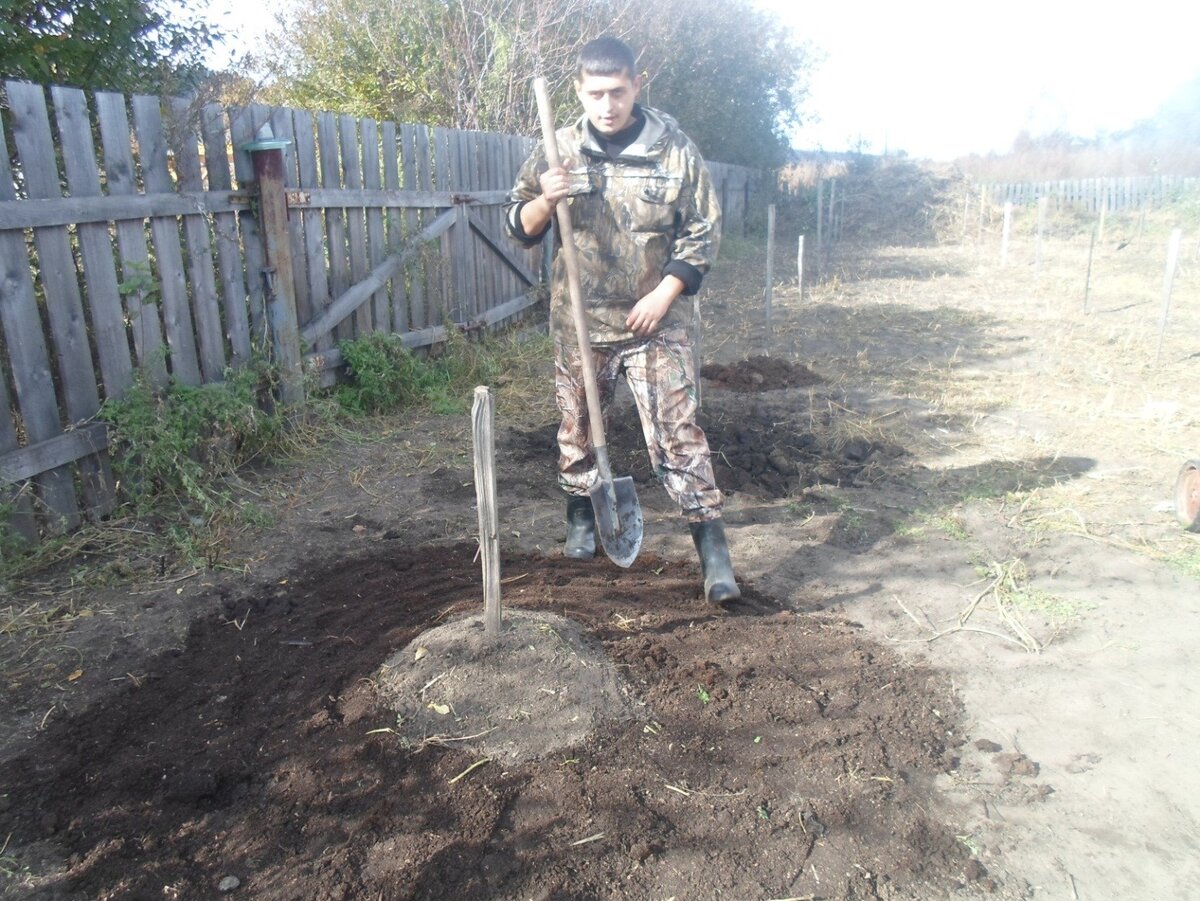 Посадка саженцев на пологие холмы