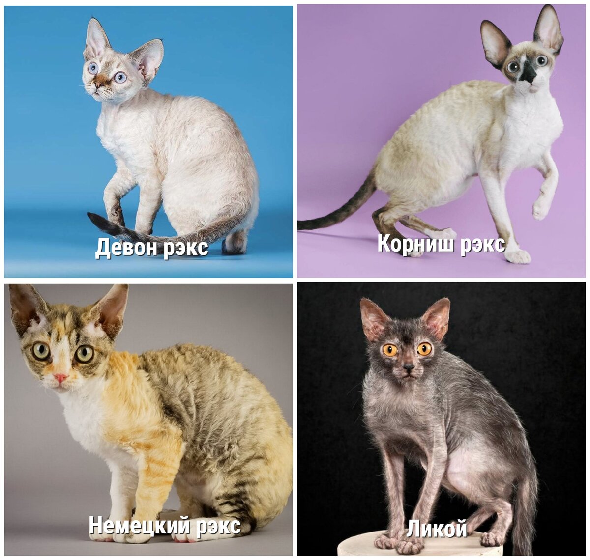 Антиаллергенные породы кошек с фотографиями и названиями Гипоаллергенные кошки: полный список пород Про Кошек Дзен