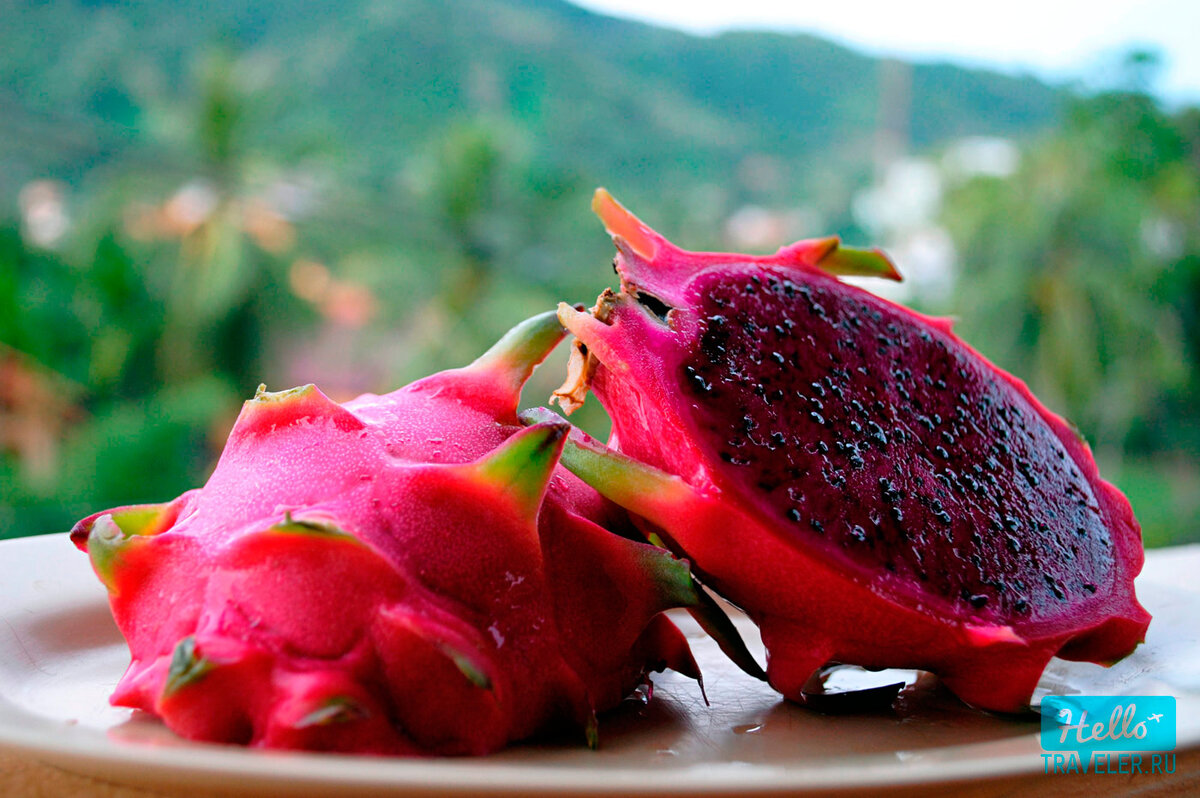 Dragon Fruit, White 'Vietnamese Jaina' (Hylocereus undatus) Dragon fruit, Red dr