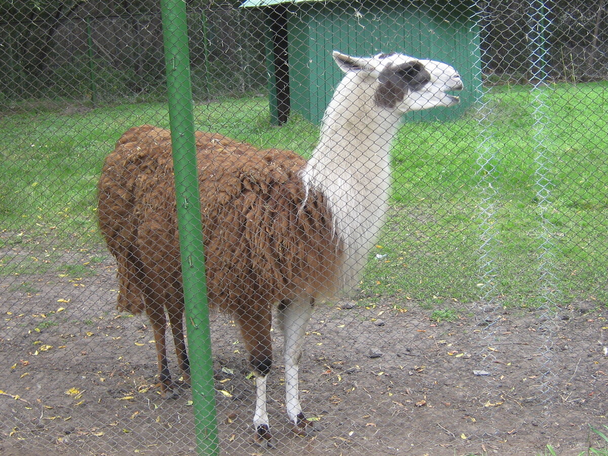 Южноамериканский "барашек"