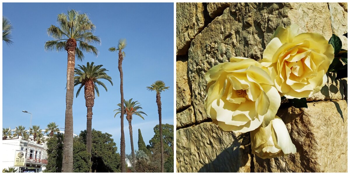 Мой Сухум - мой рай ! (фото автора, январь 2020 г.), чем хуже турций, египтов, греций, кипров и прочих?