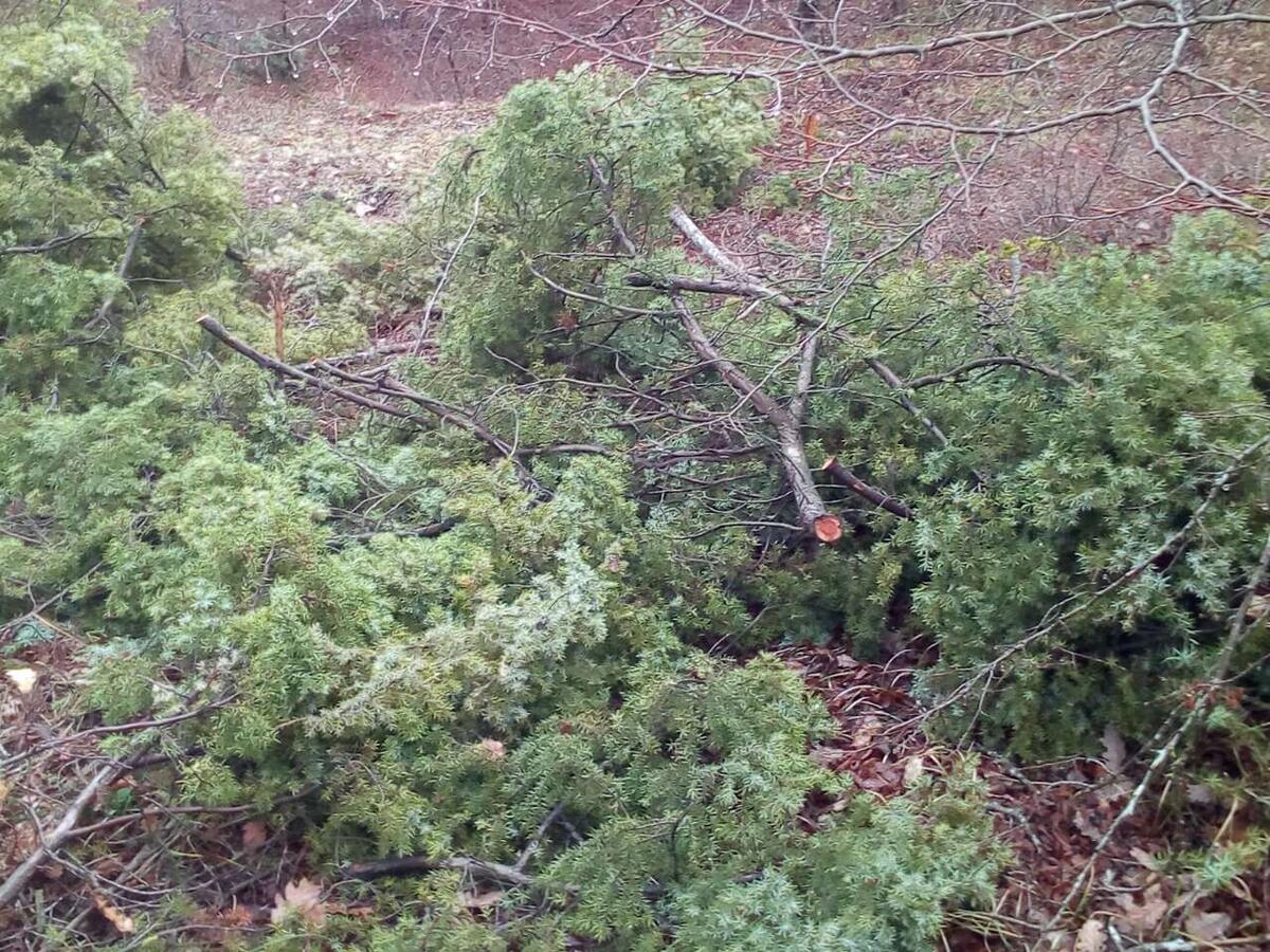 Вырубленный можжевельник на Федюхиных высотах. Источник: https://vk.com/feduhy.park?w=wall-184504406_785