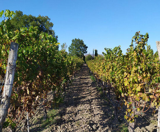 Виноградник Шида Картли