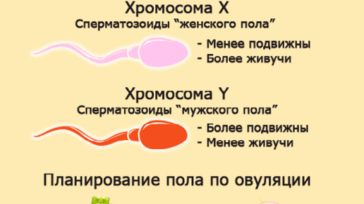 В овуляцию зачали ребенка