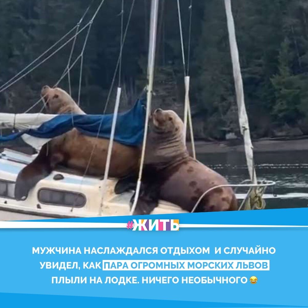 Интересный случай произошел в заливе одного из городов - два огромных морских льва взобрались на катер и отправились на нем в свободное плавание😂🦦

Вес этих животных может достигать 1000 килограммов, а длина превышать три метра. Это, однако, не помешало им удобно расположиться на катере и совершить морскую прогулку, хотя лодка для морских львов оказалась явно тесновата☝️😅

Глядя на этих необычных животных понимаешь, что интересное занятие можно найти везде и превратить в настоящее приключение😍👍

А вы бы хотели так поплавать?🤔

#жить #проектжить #животные