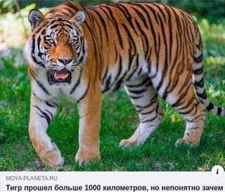 
Это я доехала до Индии
