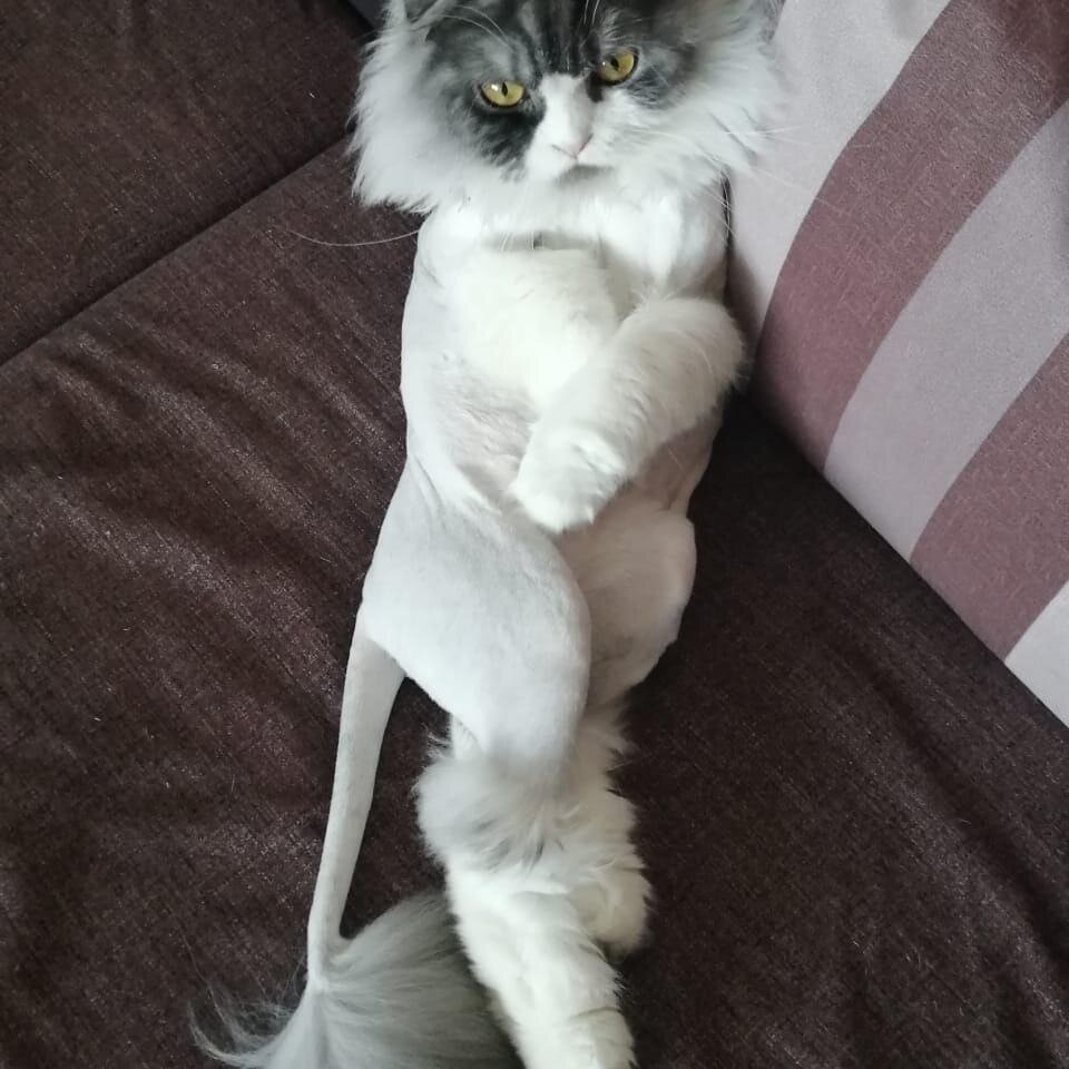 Честер после стрижки...