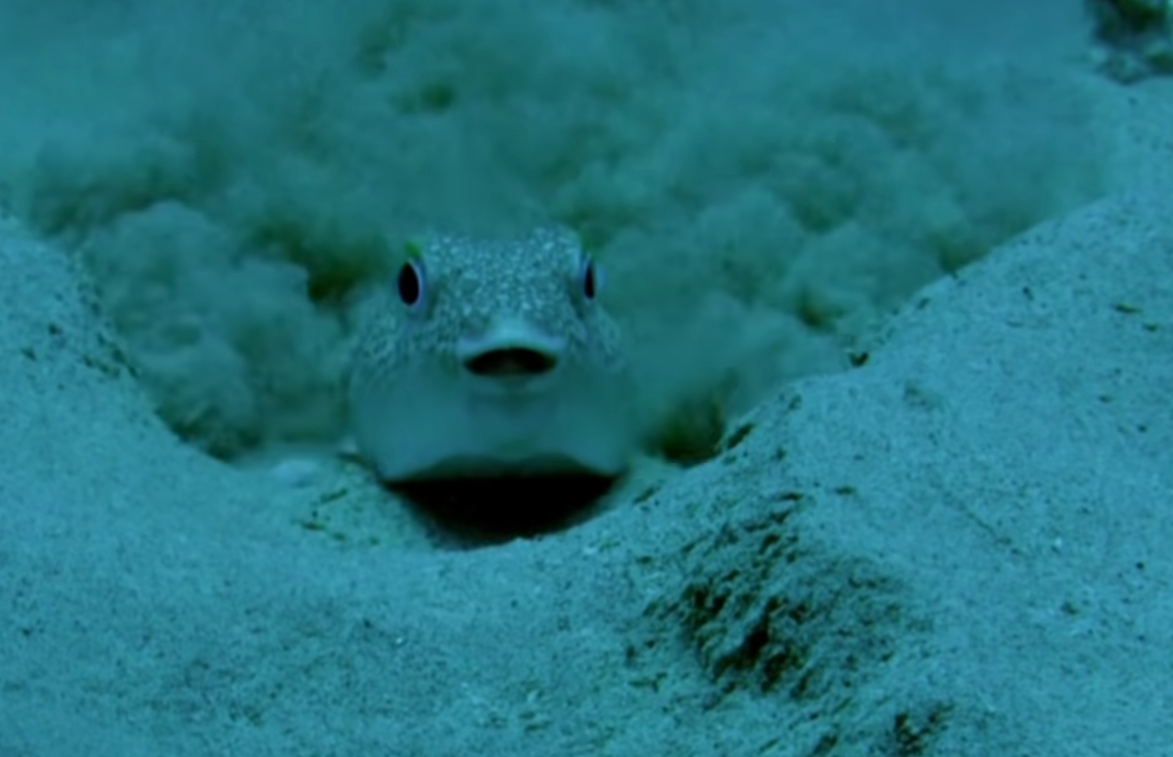 Какой довольный! Мне кажется, ему нравится его работа :)