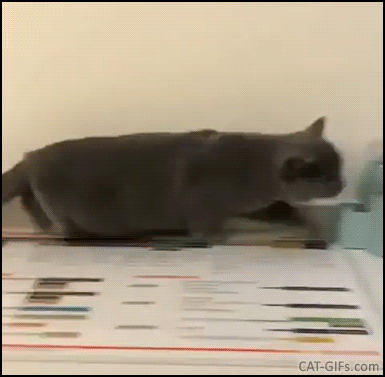 Спецагент Кот. Джеймс Кот!