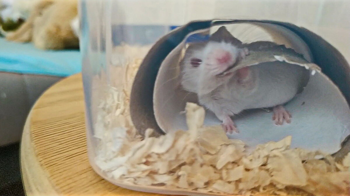 Почему мышка – отличный домашний питомец: плюсы и особенности