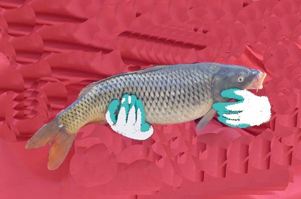 Поймать большую рыбу можно и случайно, но только опытные рыболовы делают это регулярно.