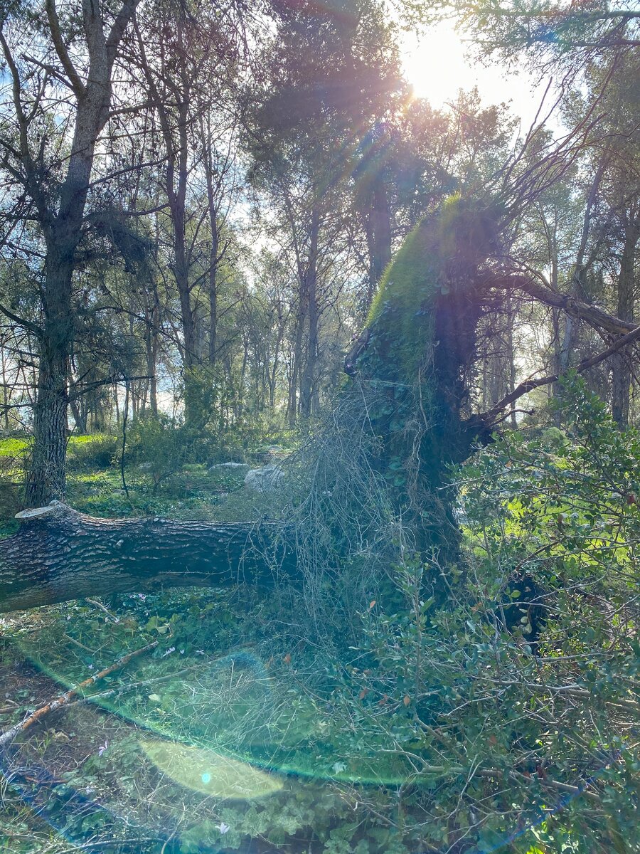 После  ветров которые у нас были то некоторые деревья попадали...