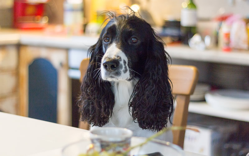 Собаку точно не разорвет на части от кусочка курицы или ложки супа, а вот вареная рыба или тыква даже будут полезны. Фото @kinologsmirnov.ru