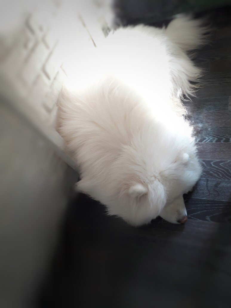 Самоедская лайка пухонос