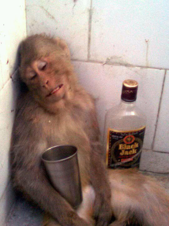 открытый источник