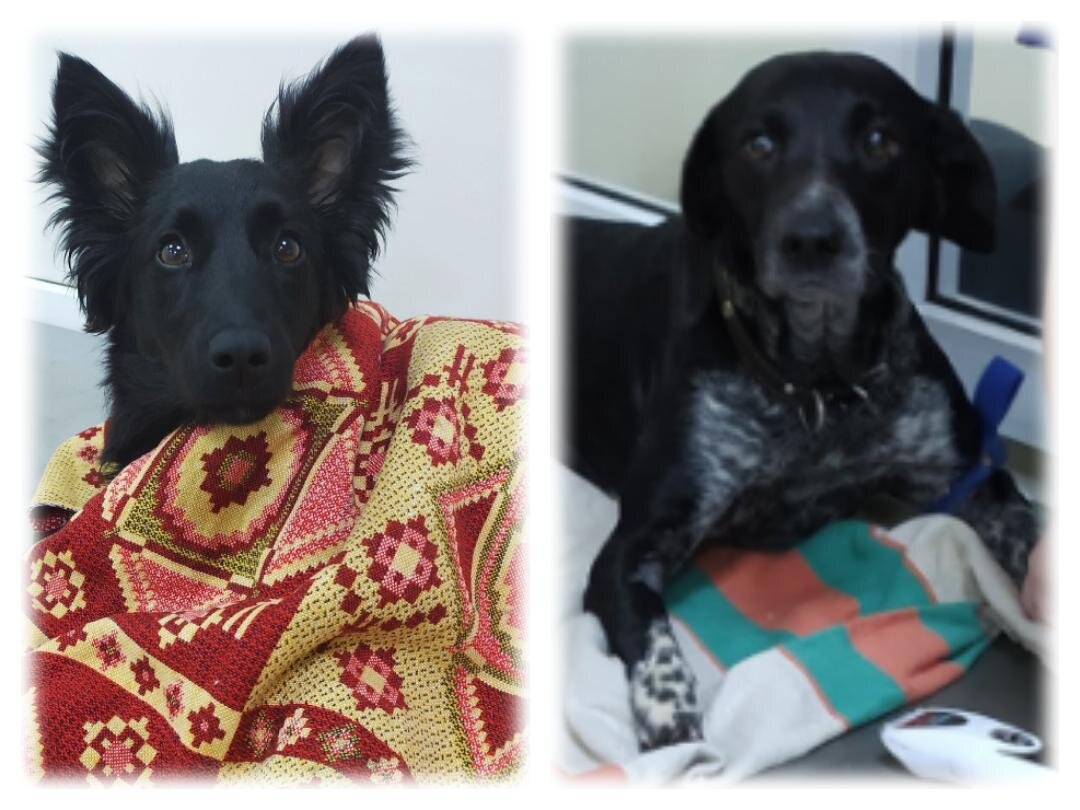 Слева Уголёк, справа Багира