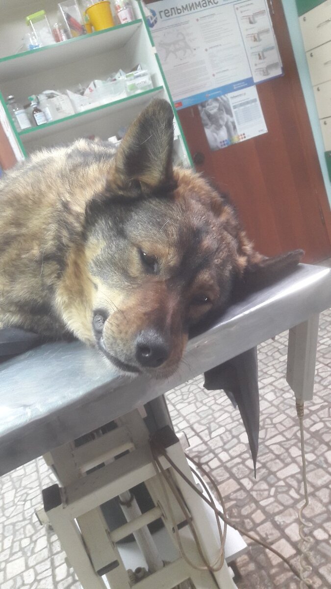Боня в клинике