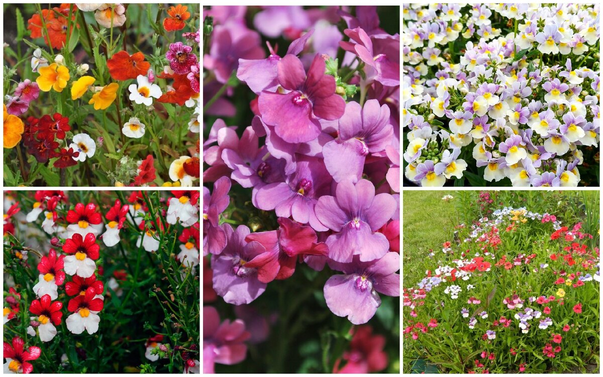 немезия ампельная. немезия сандропс. немезия рассада. немезия файер кинг. немезия цветок выращивание из семян.