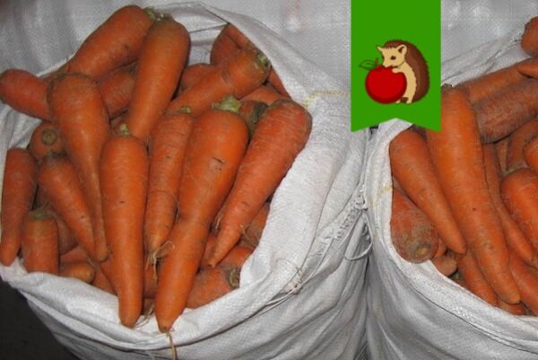 Почему морковь становится горькой при хранении и как этого избежать?