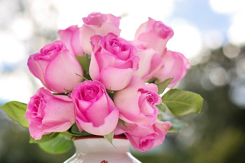 https://cdn.pixabay.com/photo/2017/03/31/15/32/pink-roses-2191636_960_720.jpg