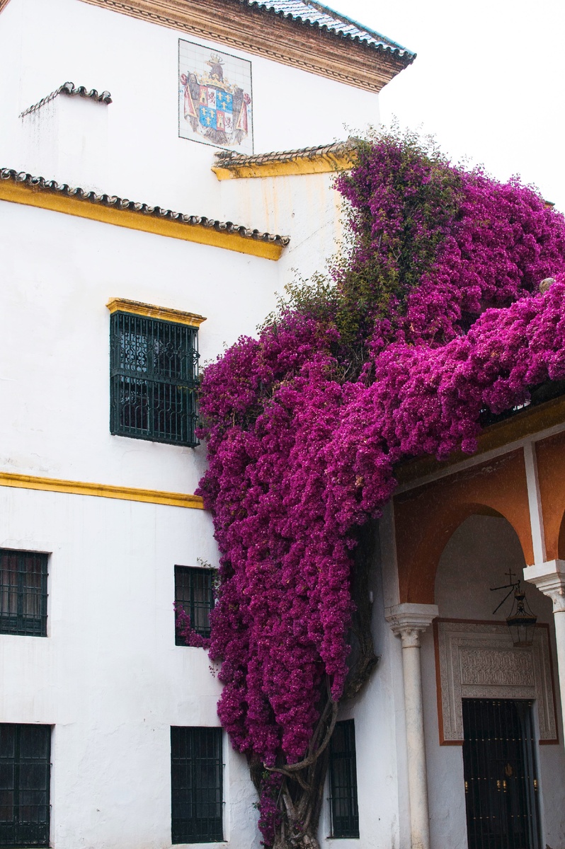 цветение в патио дома Пилата 