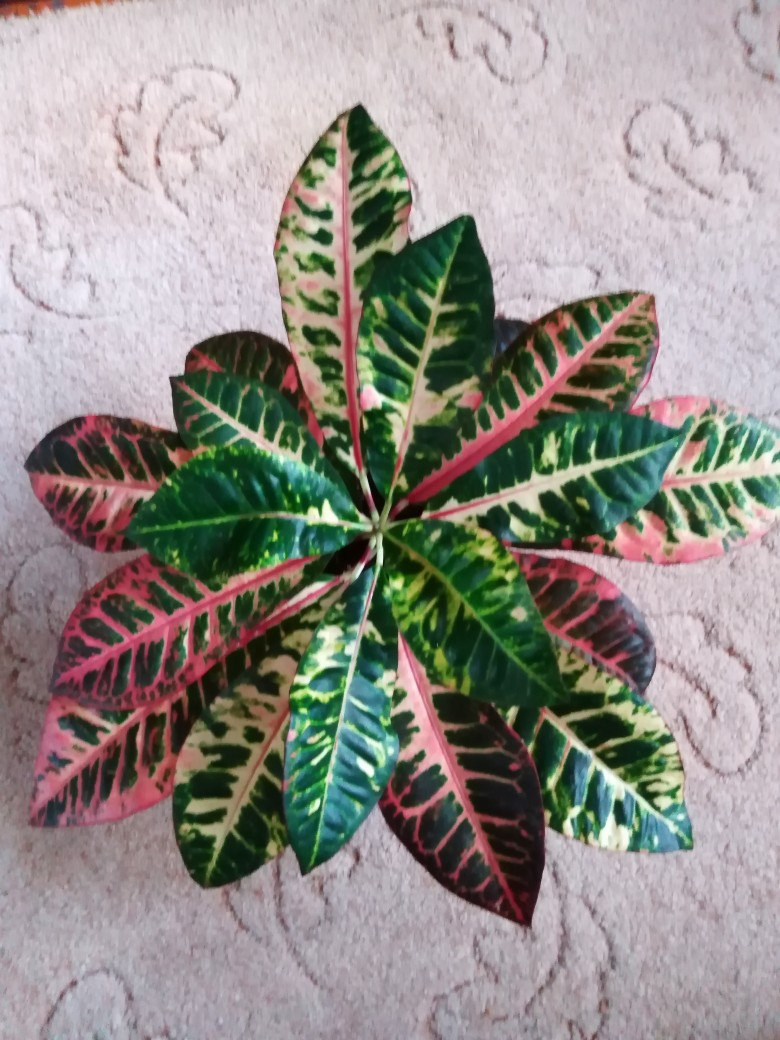 Кротон Норма