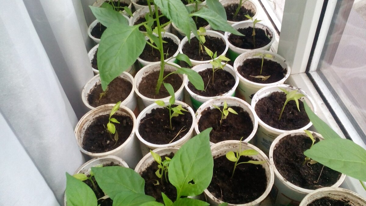 Перцы с желтыми листьями были посажены на 2 недели раньше, чем большие сеянцы, но в грунт с золой Фото автора