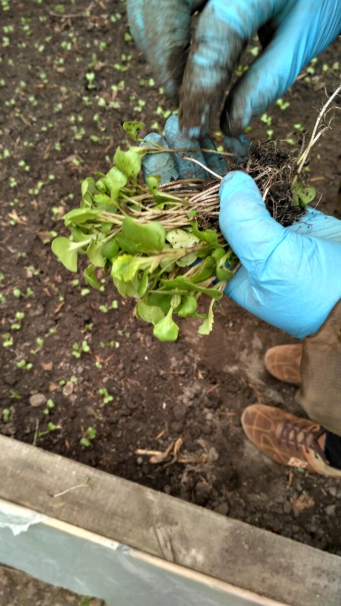 На фото рассада капусты сорта «Дитмаршер фрюер» 