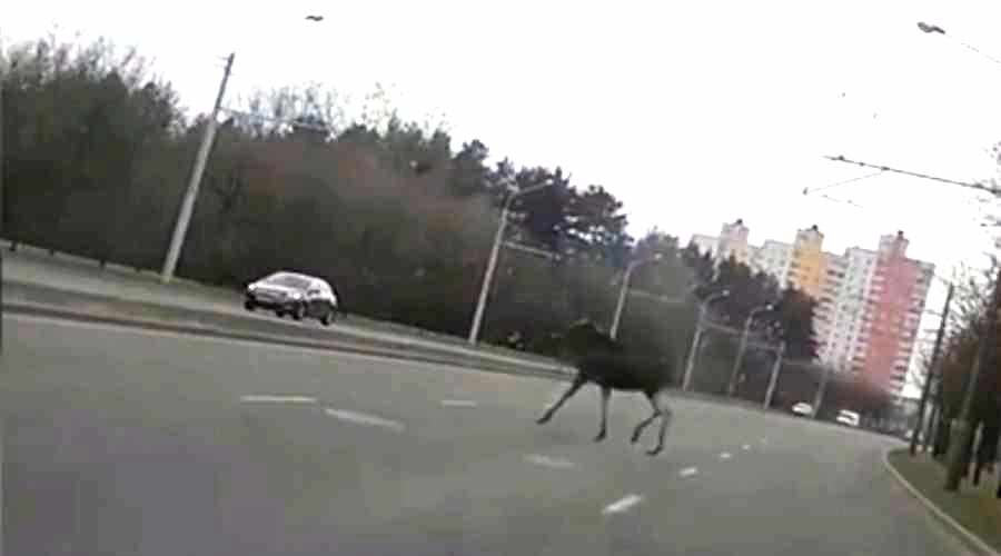 Лось переходит дорогу...