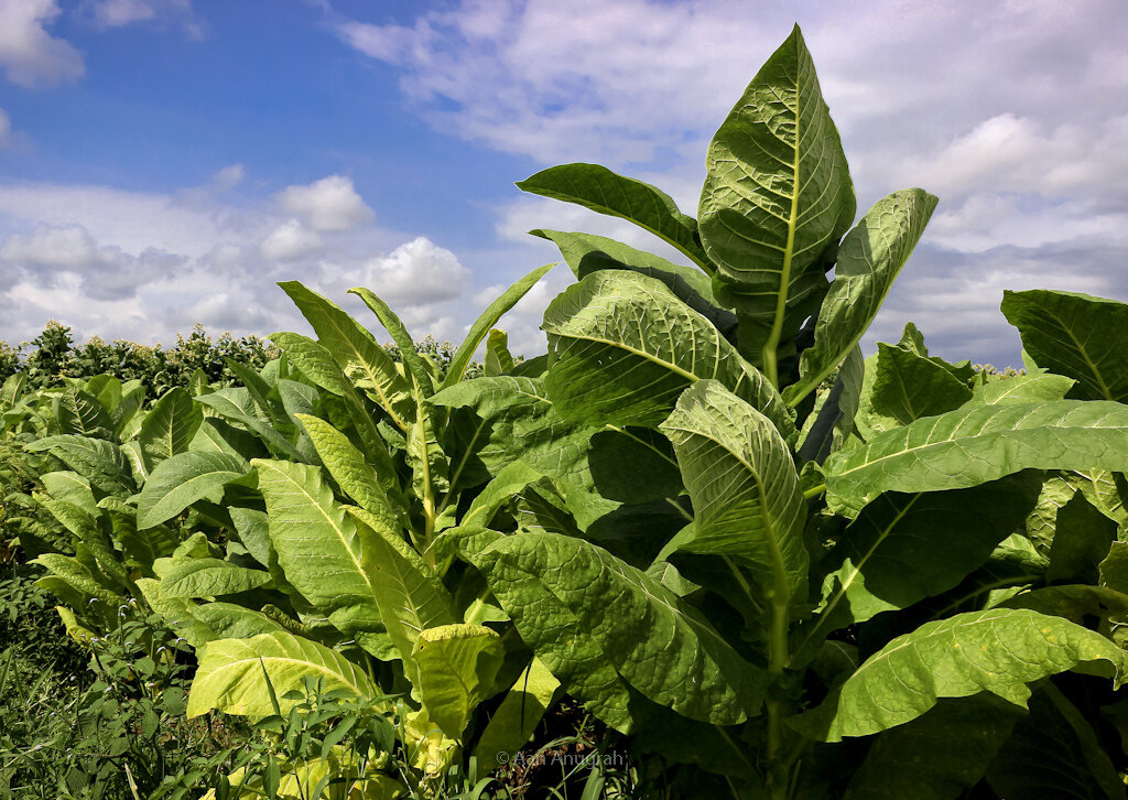 Как вырастить элитный табак Вирджиния на своем участке: секреты приготовления вкусных листьев