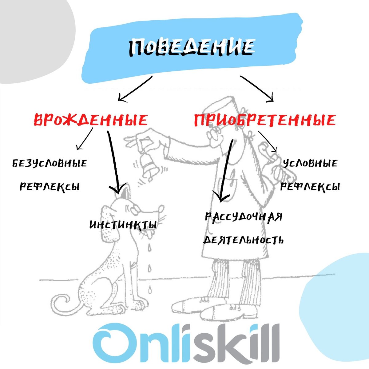 Инстинкт врожденный рефлекс