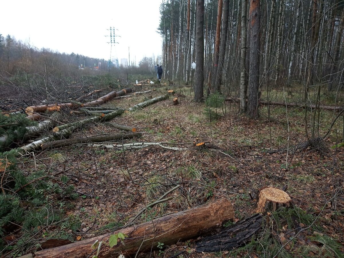 Вырубка сосен под ЛЭП вдоль сквера Чернобыльцев, ноябрь 2019.