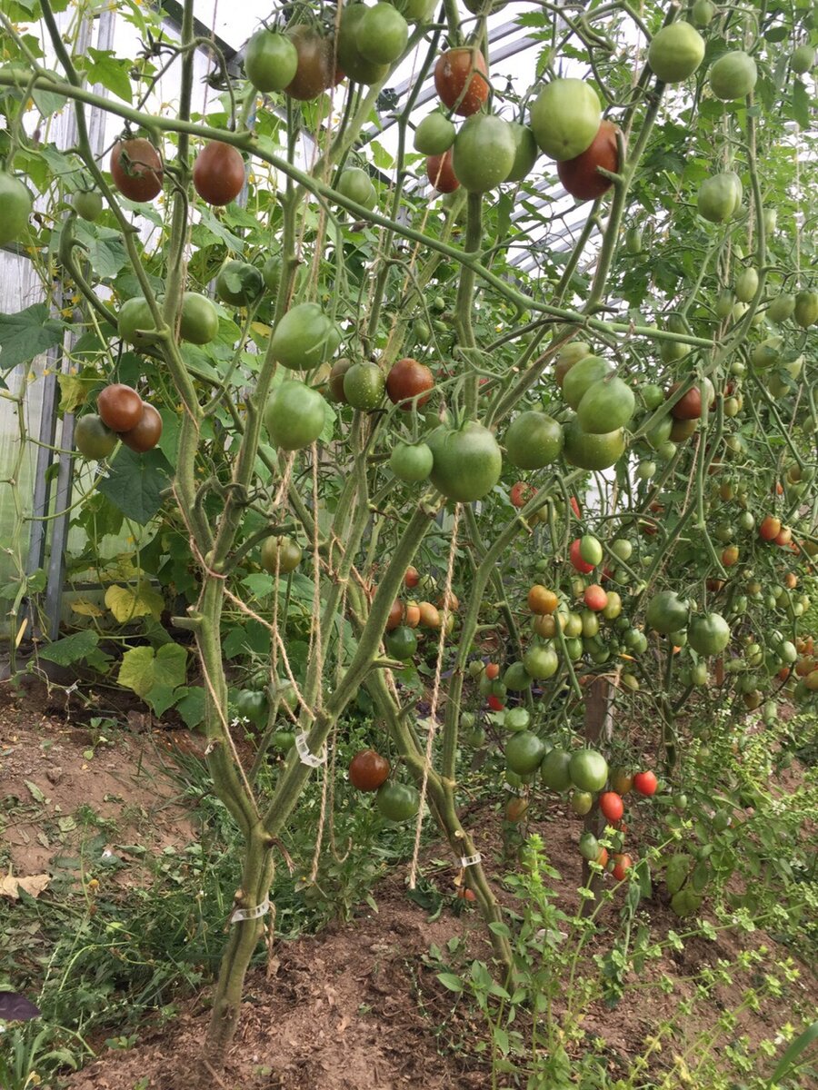 Сорт томата Черный принц. Настолько вкусный помидор, что буду сажать ...