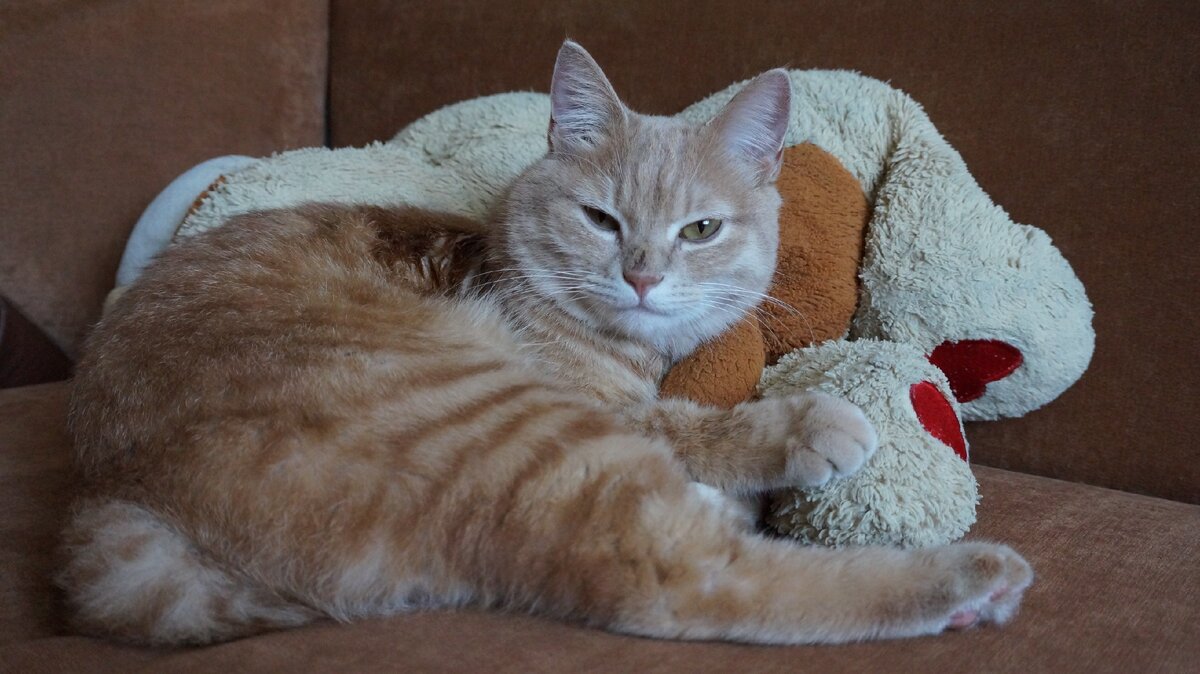 Кот как бы вопрошает: "Темная энергия есть? А если найду?"