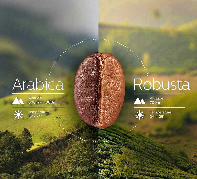 Кофе робуста отличается. Арабика и Робуста. Зерно Арабика и Робуста. Кофе Арабика и Робуста. Арабика Робуста разница.