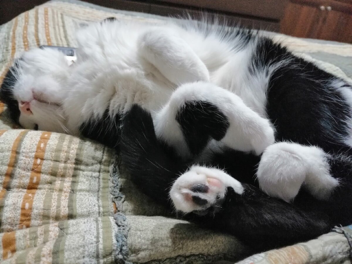 Хочу как кошка, беззаботно спать и ни о чем не париться!