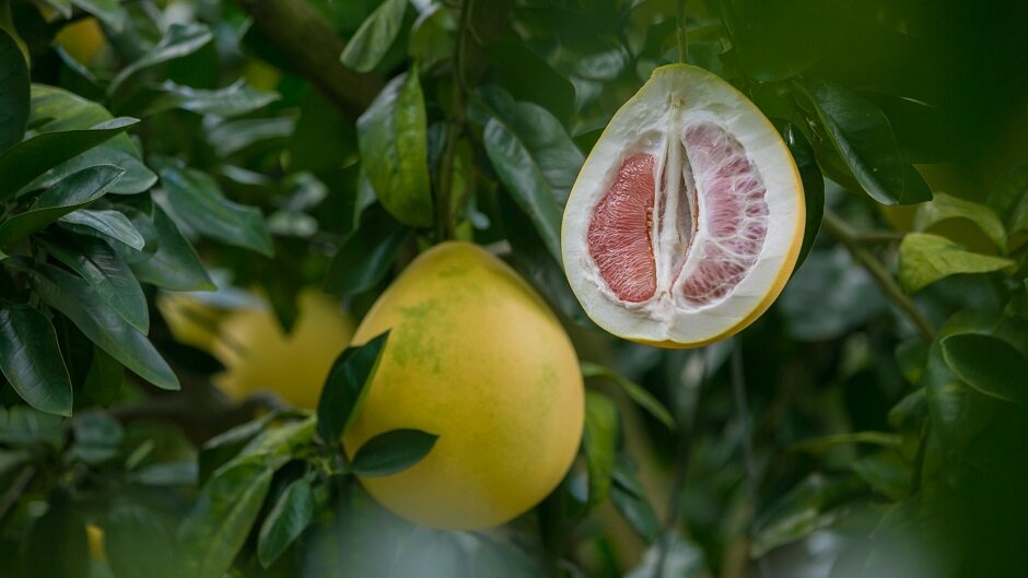 Новогодний фрукт