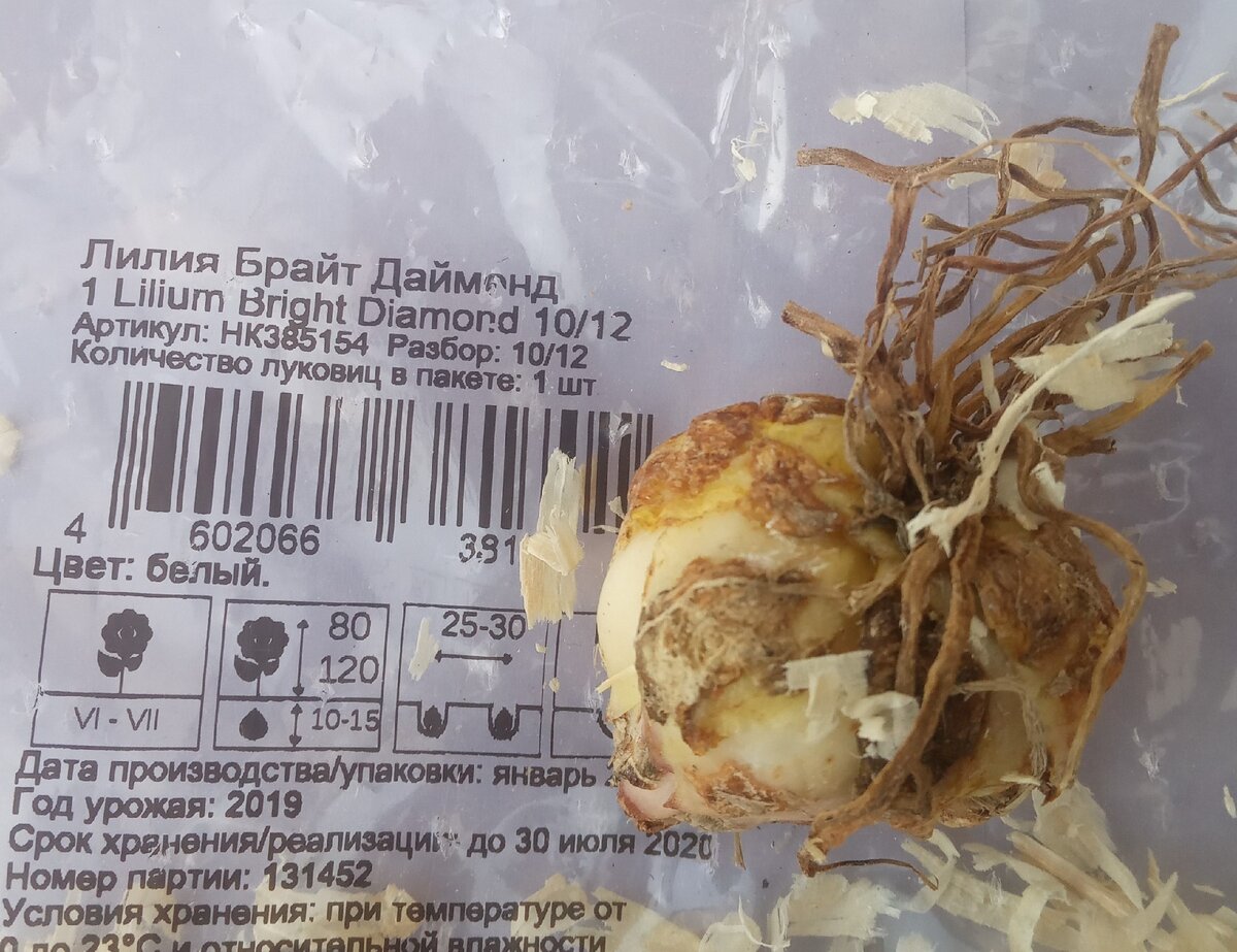 Эту лилию я купила весной 2020 года