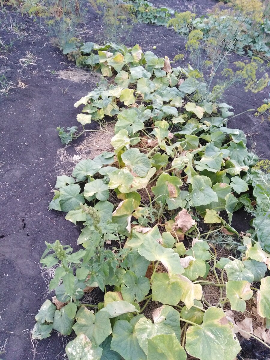 Вот что было на моей грядке.