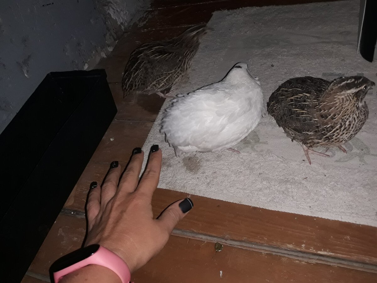 Такие они сейчас