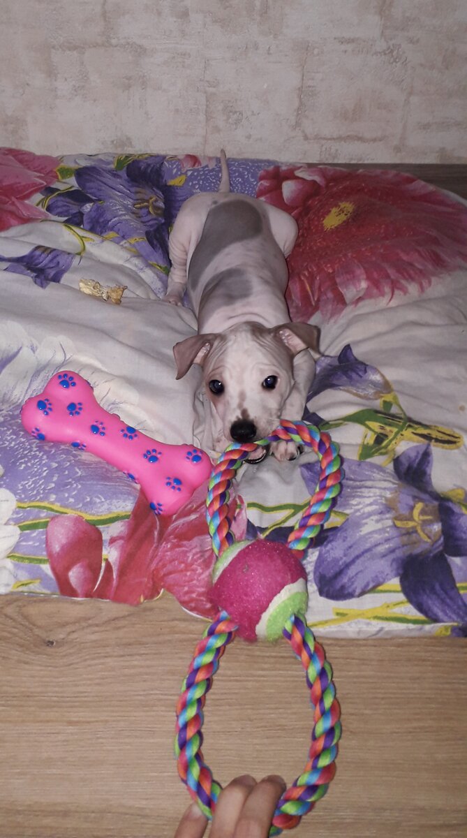 Первые игрушки.