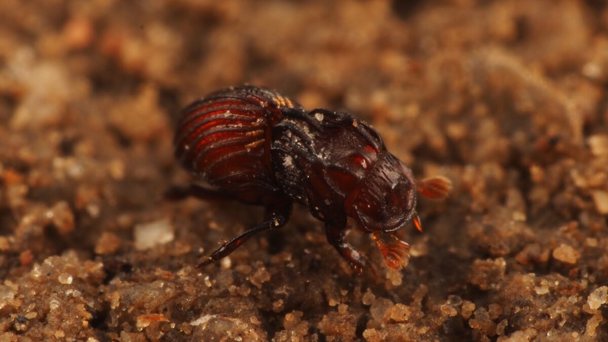 Пластинчатоусый жук Termitotrox icarus прогуливается по стенке грибной камеры в гнезде термитов Odontotermes proformosanus.