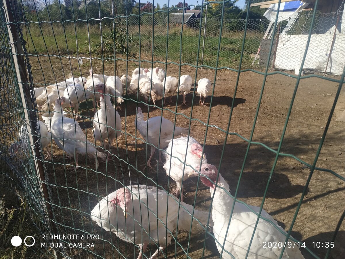 мои индейки гуляют